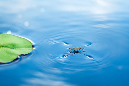 Water strider insect on calm blue water with lily pad, nature and aquatic ecosystem concept