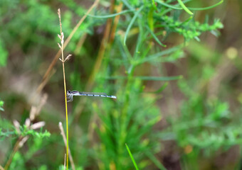 Blue Damselfly Resting on a Slender Grass Stem © Christine Donnelly