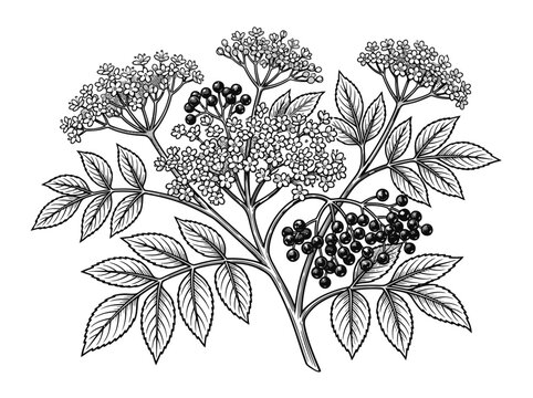 Botanical vintage illustration of elderberry plant with flowers leaves and ripe berries in black ink engraving style. EPS Editable