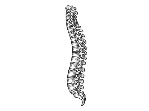 Human spine lateral view hand drawn sketch of human vertebral column backbone anatomy illustration. EPS Editable