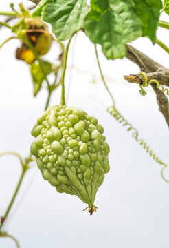 Ripe yellow bitter melon hanging on vine with leaves