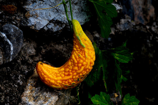 Ripe yellow bitter melon hanging on vine with leaves