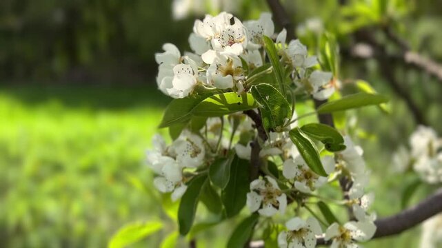 Beautiful white apple tree flowers swaying in gentle spring wind.
