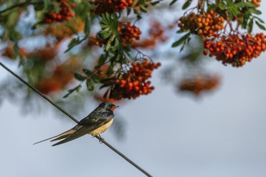 Hirundo rustica, barn swallow, birds, passeri, swallows, songbirds, birds