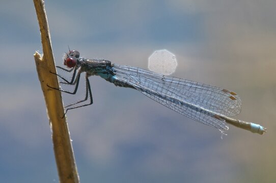 Erythromma najas, large pomegranate eye, red-eyed damselfly, damselflies, dragonflies, insects, dragonflies, odonata, zygoptera