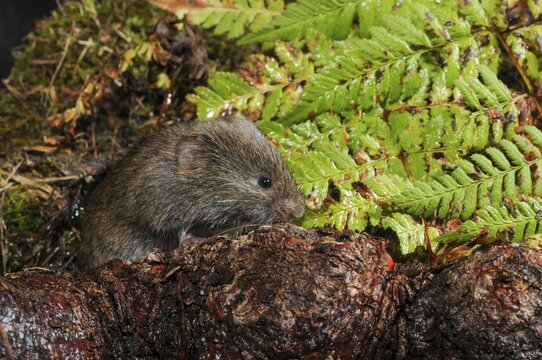 Earth mouse, field vole, microtus agrestis, rodents, rodentia, short-tailed vole, mammals, mouse, muroids, rodents, mammals, vole