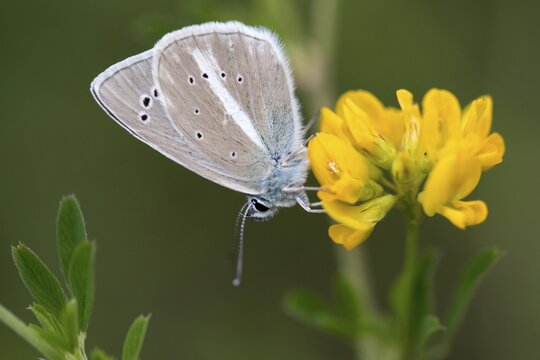 Damon blue, large esparset blue, polyommatus damon, striped blue, white dagger blue, butterfly, insects, butterfly, butterflies, butterflies