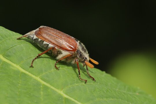 May beetle, wood cockchafer (Melolontha hippocastani), male, on leaf of a horse chestnut (Aesculus hippocastanum), close-up, Wilnsdorf, North Rhine-Westphalia, Germany
