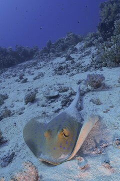 Bluespotted ribbontail ray (Taeniura lymma), Small Abu Reef dive site, Fury, Red Sea, Egypt