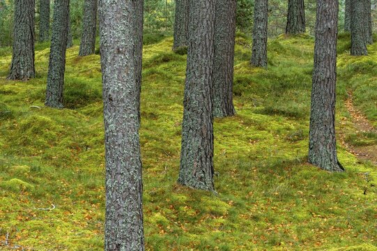 Pine (Pinaceae) in a forest in Scotland, Aviemore, Scotland, United Kingdom