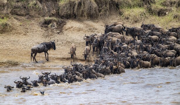 Wildebeest (Connochaetes taurinus) running and swimming in the river, river crossing at the Mara River, Great Migration, Serengeti National Park, Tanzania