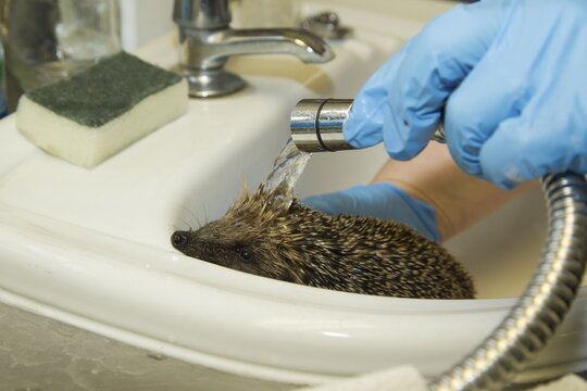 European hedgehog (Erinaceus europaeus) adult animal being washed in a sink at an animal rescue centre, England, United Kingdom