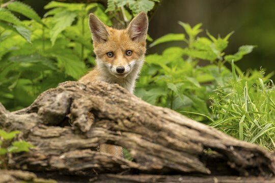 Red fox (vulpes vulpes), juvenile, sitting behind a tree root, Ormoz, Slovenia
