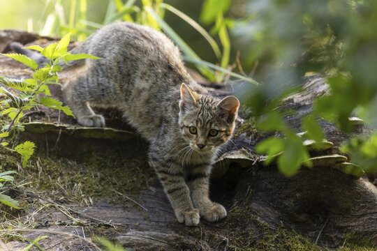 A kitten creeps cautiously along a tree trunk, hiding in the green thicket, wildcat (Felis silvestris), kitten, Germany