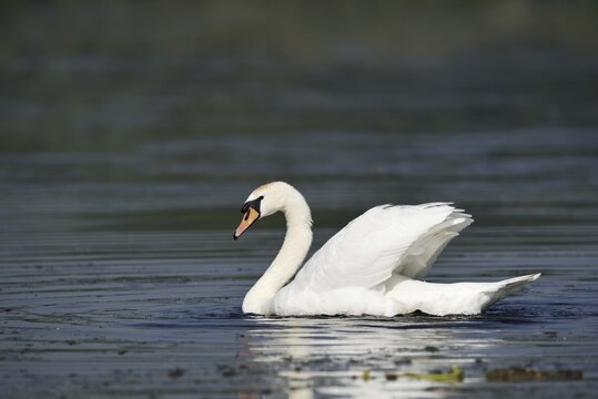 Mute swan (Cygnus olor), North Rhine-Westphalia, Germany