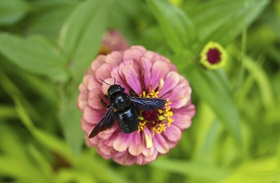 A blue-black carpenter bee (Xylocopa violacea) perched on a zinnia (Zinnia) in Schw&auml;bisch Gm&uuml;nd, Baden-W&uuml;rttemberg, Germany