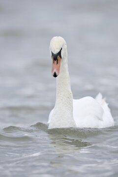 Mute swan (Cygnus olor), Alsace, France