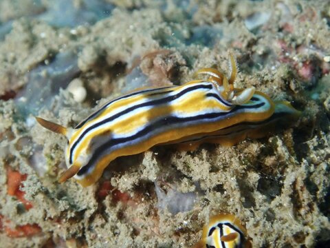 A striped nudibranch, Coleman's splendid star snail (Chromodoris colemani), Prapat dive site, Penyapangan, Bali, Indonesia