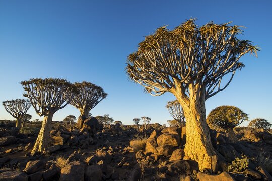 Quiver tree forest (Aloe dichotoma) im Abendlicht, Ketmanshoop, Namibia