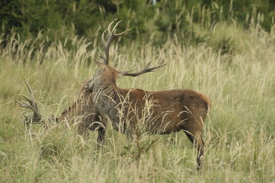 Red deer (Cervus elaphus) rutting deer, the left one with wire in left antler bar, being licked by another deer, Allg&auml;u, Bavaria, Germany, Allg&auml;u, Bavaria, Germany