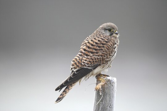 Common kestrel (Falco tinnunculus) female securing herself in hoarfrost on a post, Allg&auml;u, Bavaria, Germany