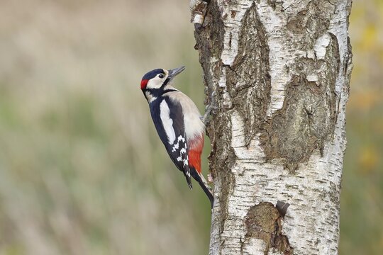 Great spotted woodpecker (Dendrocopus major), male, foraging on the trunk of a common birch (Betula pendula), wildlife, woodpeckers, nature photography, autumn, Wilnsdorf, North Rhine-Westphalia, Germany