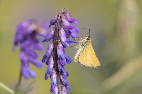 Small skipper butterfly (Thymelicus sylvestris) adult insect feeding on a Vetch flower in summer, England, United Kingdom