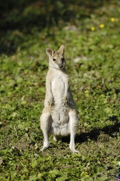 Agile Wallaby or Sandy Wallaby (Macropus agilis), Tierpark Hellabrunn zoo, Munich, Upper Bavaria, Bavaria, Germany, Europe