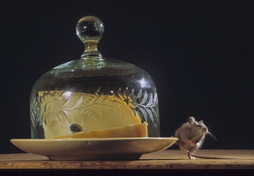 House mouse, mus musculus, rodents, rodentia, mammals, mouse, muroids, mice, rodents, mammals