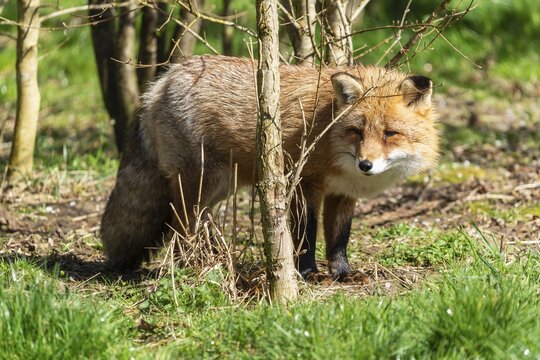 Red fox (Vulpes vulpes) standing in a meadow, France