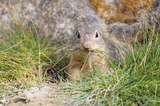 A fully grown European ground squirrel (Spermophilus citellus) carries nesting material in its mouth. Austria