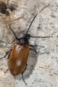 Brown Saw-Horned Darkling Beetle, Pseudocistela Ceramboides, Saw-horned Longhorn Plant Beetle, Beetle, Coleoptera, High Size, Portrait, Insects, Beetles