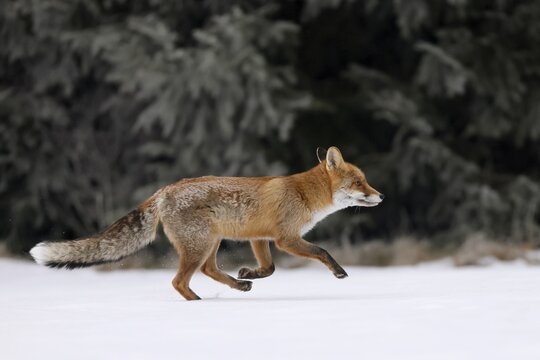 Red fox (Vulpes vulpes) running in a snowy meadow, Czech Republic