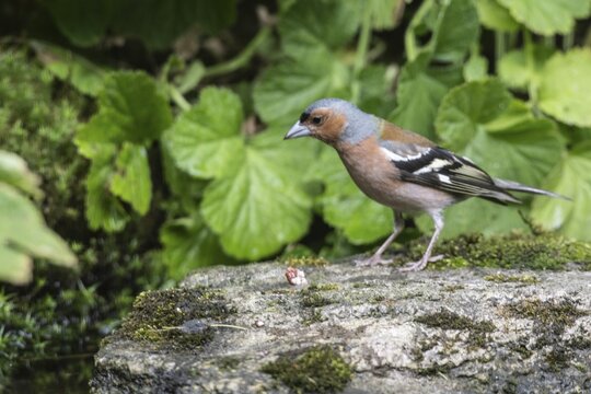 Chaffinch (Fringilla coelebs), Emsland, Lower Saxony, Germany