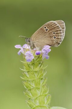 Ringlet (Aphantopus hyperantus), North Rhine-Westphalia, Germany