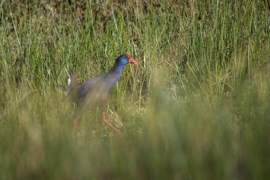 Granelli, Italy, Pantano Cuba lagoon, Pantani Cuba and Longarini, porphyrio porphyrio, purple gallinule, purple swamps, purple grouse, migratory bird sanctuary Pantani Cuba & Longarini, birds, gruiformes, Italy, crane birds, rails, rallidae, Sicily, foundation pro biodiversity, sultana bird, birds