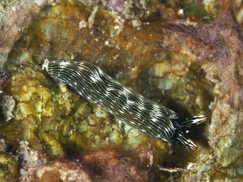 Black-and-white-striped sea snail, Thuridilla gracilis, on a brown background, at the Spice Reef dive site, Penyapangan, Bali, Indonesia