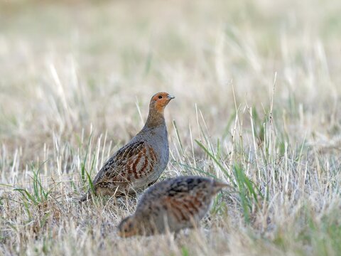A male and female partridge (Perdix perdix) foraging on a mown meadow, Solms, Hesse, Germany