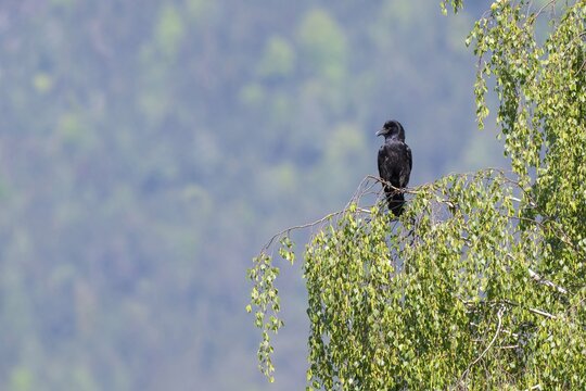 Common raven (Corvus corone corone), perched on a birch tree, Schwaz, Tyrol, Austria