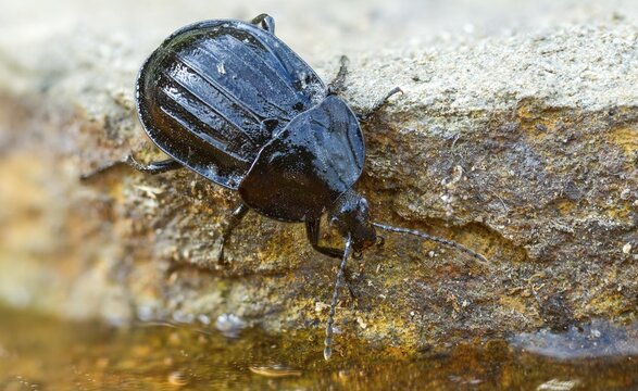 Black snail beetle, Phosphuga atrata, black carrion beetle, black snail hunter, beetle, coleoptera, insects, beetles