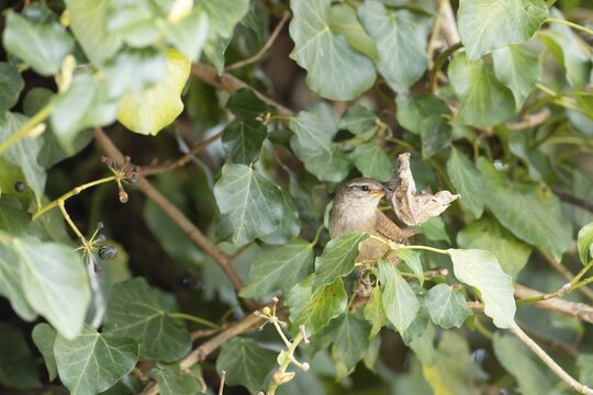 Eurasian wren (Troglodytes troglodytes) adult garden bird carrying nesting material in an ivy tree in spring, Suffolk, England, United Kingdom