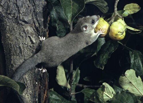 Edible dormouse, fat dormouse, glis glis, rodents, rodentia, dormouse, bilche, bolt, dormice, dormouse, mammals, rodents, sleepers, summer, mixed fruit, buzzers, mammals