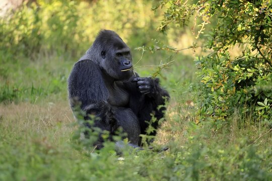 Western gorilla (Gorilla gorilla), adult, male, silverback, sitting on the ground, eating