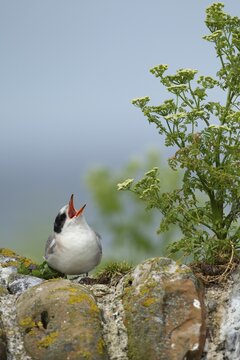 Arctic tern (Sterna paradisaea) juvenile baby bird calling for food perched on a stone wall in the summer, Farne islands, England, United Kingdom