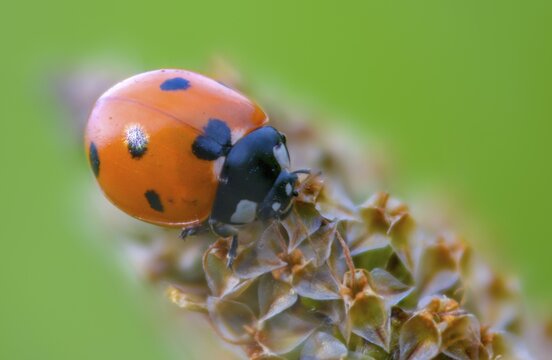 Coccinella septempunctata, seven-spotted ladybird, beetle, coleoptera, insects, beetles, seven-spot ladybird, seven-spotted ladybug
