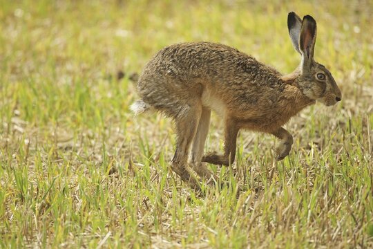 European hare (Lepus europaeus) running across a stubble field, Lower Austria, Austria