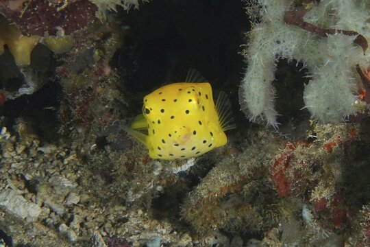 Square yellow fish, yellow boxfish (Ostracion cubicus) juvenile, hidden between corals and sea sponges, dive site SD, Nusa Ceningan, Nusa Penida, Bali, Indonesia