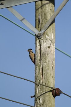 Great spotted woodpecker (Dendrocopus major) adult bird perched on a telegraph pole, England, United Kingdom