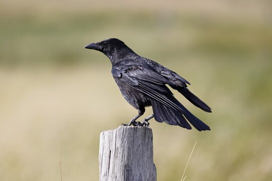 Carrion crow (Corvus corone) sitting on a fence post, Schleswig-Holstein, Germany