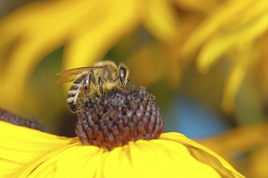 European honey bee (Apis mellifera) collecting nectar from a flower of yellow coneflower (Echinacea paradoxa), Wilden, North Rhine-Westphalia, Germany